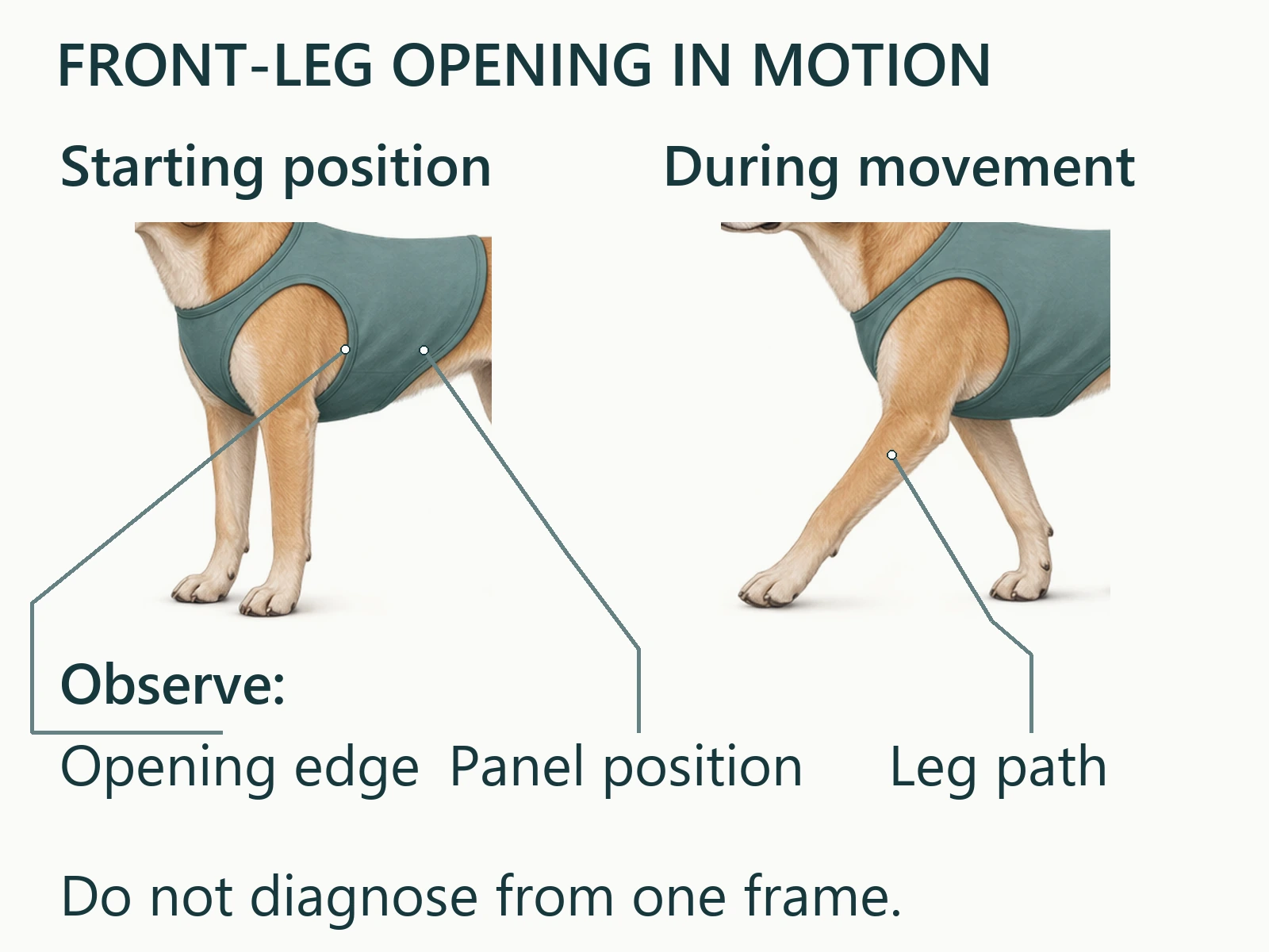 Conceptual close-up showing how a pet apparel front-leg opening and garment panel change position as the dog moves