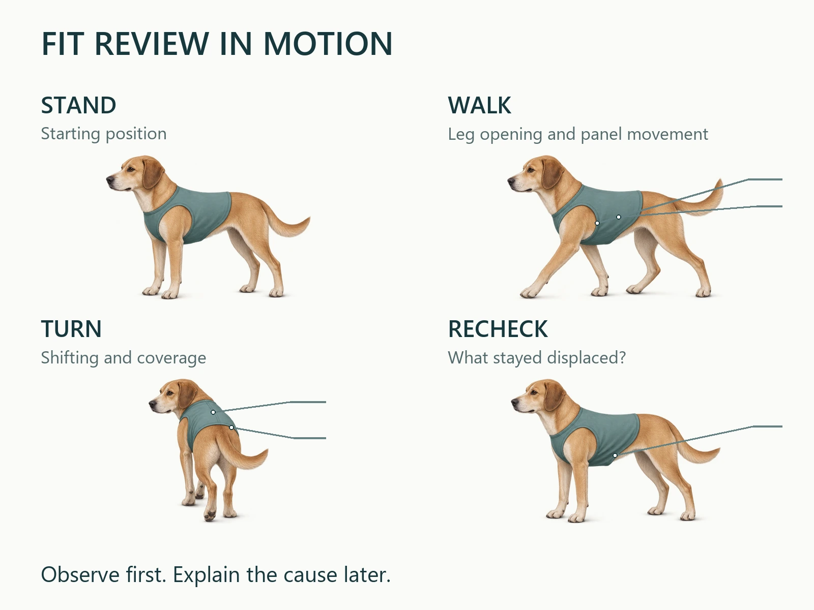 Conceptual pet apparel fit review showing a dog standing, walking and turning while garment position is observed